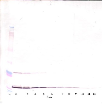 MIA Antibody (biotin)
