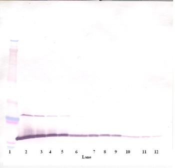 MIA Antibody (biotin)