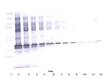 APOE Antibody