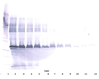 APOE Antibody