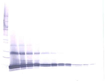 GDF3 Antibody (Biotin)