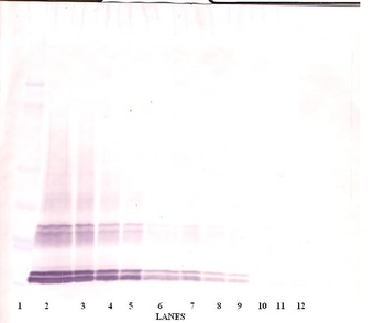 GDF3 Antibody (Biotin)