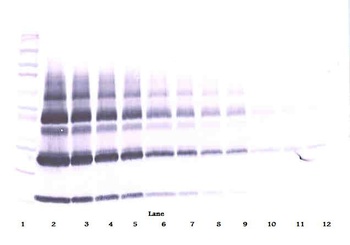 PGF Antibody