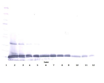 IL-22 Antibody
