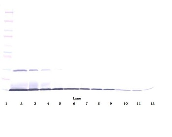 IL-22 Antibody