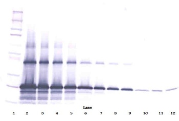 WISP2 Antibody