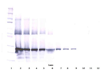 WISP2 Antibody