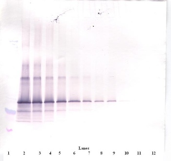 FST Antibody