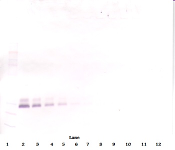 BMP7 Antibody (Biotin)