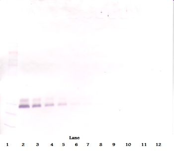 BMP7 Antibody