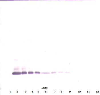 BMP7 Antibody