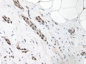 BMP7 Antibody