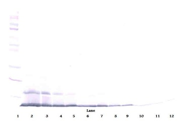 MDC Antibody