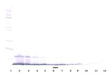 Ccl22 Antibody