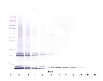 Il15 Antibody