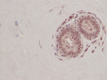FGF4 Antibody