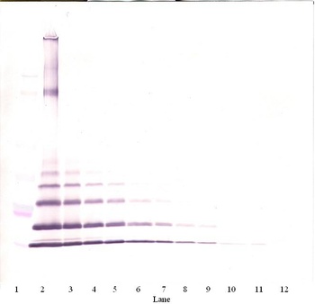 MCP-2 Antibody (biotin)