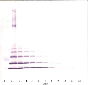 Ccl8 Antibody (Biotin)