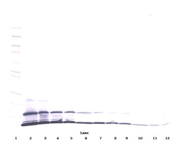 MCP-2 Antibody (biotin)