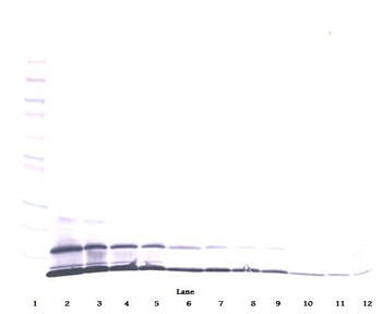 Ccl8 Antibody (Biotin)