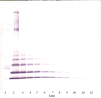 MCP-2 Antibody