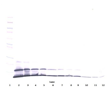 MCP-2 Antibody