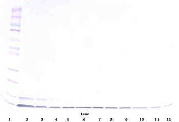 DEFB1 Antibody (Biotin)