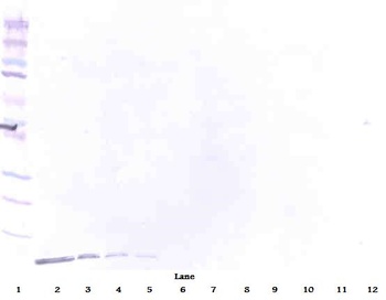 DEFB1 Antibody (Biotin)