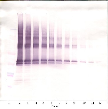 Nanog Antibody