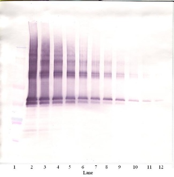 NANOG Antibody