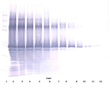 Nanog Antibody