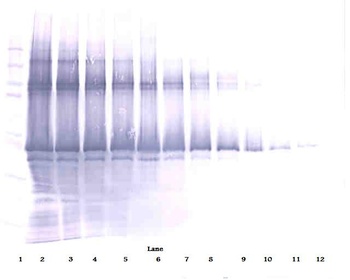 NANOG Antibody