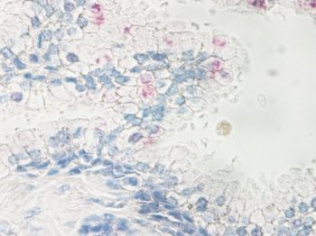 Nanog Antibody