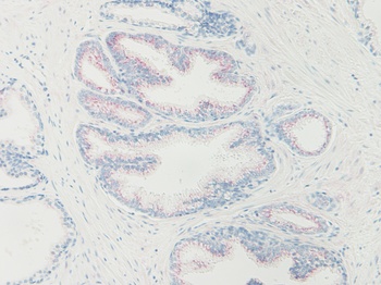 Nanog Antibody