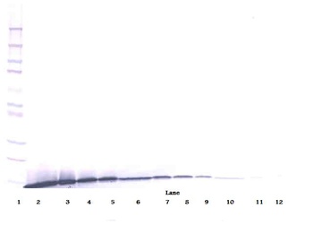 ARTN Antibody