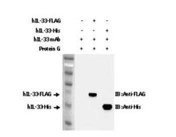 IL-33 Antibody [IL33305B]