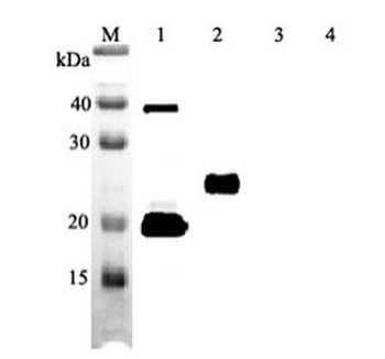IL-33 Antibody [IL33305B]
