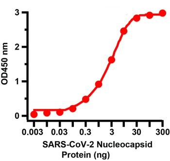 SARS-CoV-2 (COVID-19) Nucleocapsid Antibody [3865]