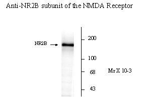 Grin2b Antibody