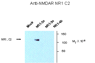 Grin1 Antibody