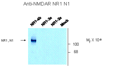 Grin1 Antibody