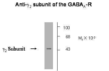 Gabrg2 Antibody