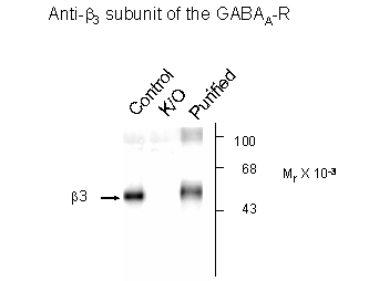 Gabrb3 Antibody