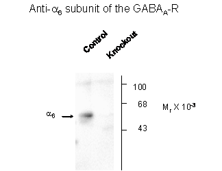 Gabra6 Antibody