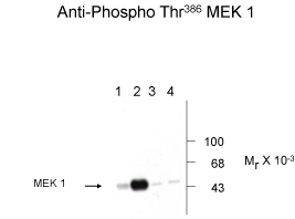 MAP2K1 Antibody