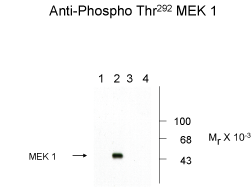 MAP2K1 Antibody
