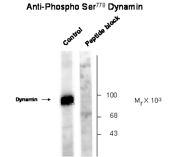 Dnm1 Antibody