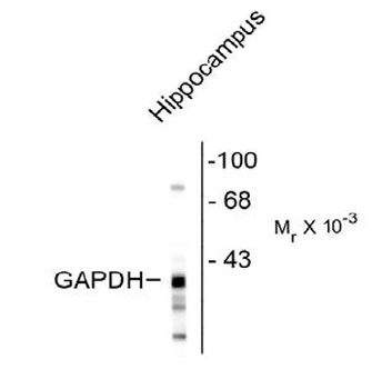 GAPDHS Antibody