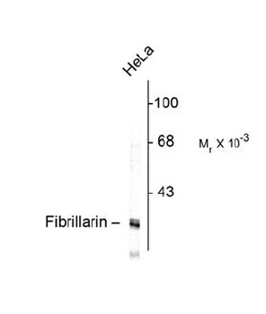 NOP1 Antibody