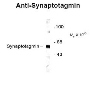 UCHL1 Antibody